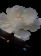 Deven595830