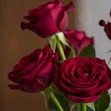 Guest_NatuDesles