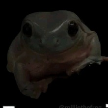 Guest_Siukassa