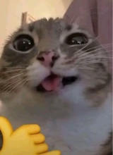 saucyshay02