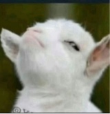 Guest_thagoat10