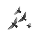 MRedhawks