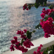 Guest_Crina1
