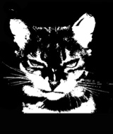Guest_littlefaelee