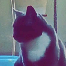 Guest_BlackWhitch