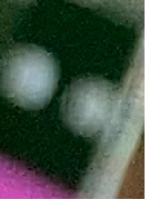 Guest_lola887450