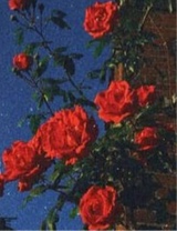 Guest_XxrosesareredxX4