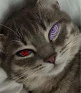 Guest_MrBigDog1
