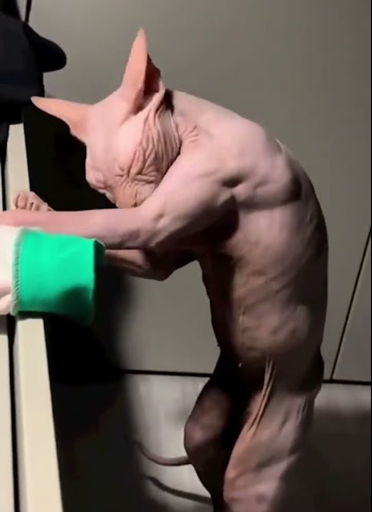 Elnoesundelito