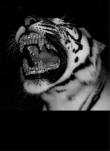 immagine avatar