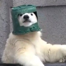 Guest_UrsoP0lar