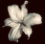 Guest_annabella41