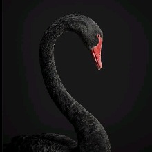 0BlackSwan0