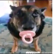 Guest_Noopex