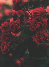 iiTruLove