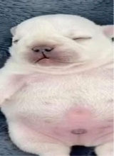 Guest_TruckStopBurrito
