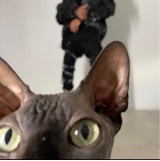 Guest_iheartcatsxo