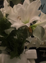 Guest_Shae366945