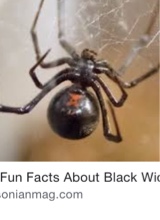 Guest_blackwilowthespider