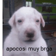 ailurofilo
