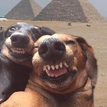 Guest_catiorra