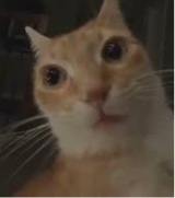 Guest_BennyBoio