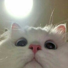 Guest_GrumpyCat412