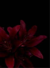 Guest_Sk617990