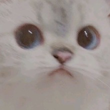 Yaachiiiii