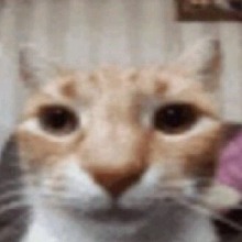 Guest_hjgjngh391
