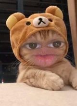 Guest_pyvibes