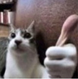 صورة الـavatar