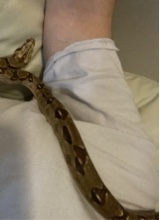 AcTaVisS