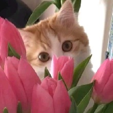 strawbirie