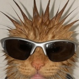 immagine avatar