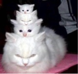 Guest_Violethecutie3