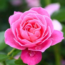 Guest_Rosita667815