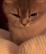 Guest_Catarinaxxx