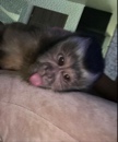 zarbi