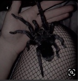 glossywebz