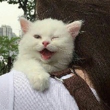 cathh