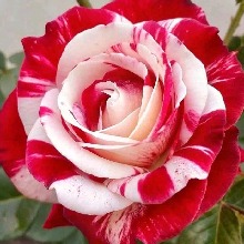Guest_Karla656901