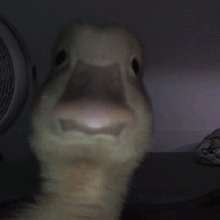 avatarbild