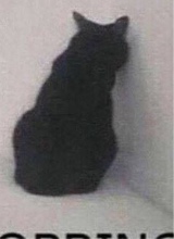 qpie