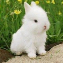Guest_Niniluvzher