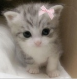 Guest_PinkPeanut