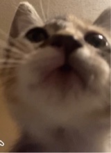 Guest_qwertysage