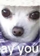 Guest_harshgoldenpoppycb65