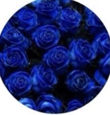 Guest_carla804162