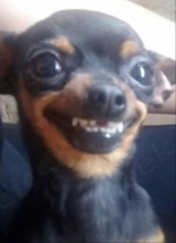 ToxicaDoll